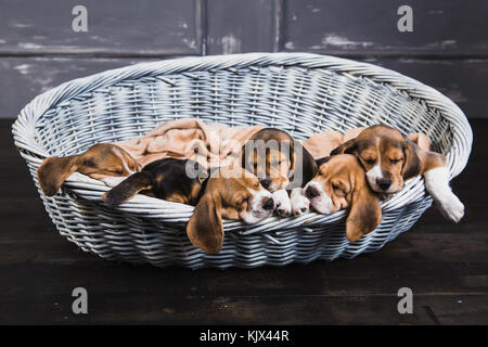 Poco sonno beagles su ogni altro in grande cesto e le loro orecchie swing da esso Foto Stock