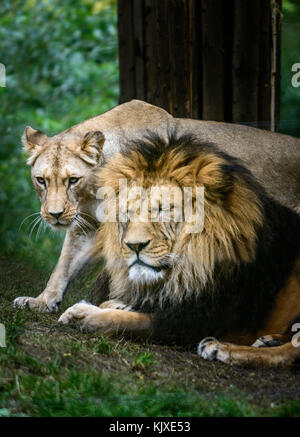 Maschio e femmina della Barbery lion (Panthera leo leo) la vita selvatica animale Foto Stock
