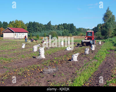 NICA, LETTONIA - 29 AGOSTO 2015: Gli agricoltori stanno raccogliendo patate con due scavatori di patate alimentati da trattore con catene di agitazione. Foto Stock