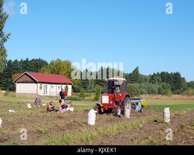 NICA, LETTONIA - 29 AGOSTO 2015: Gli agricoltori stanno raccogliendo patate con due scavatori di patate alimentati da trattore con catene di agitazione. Foto Stock