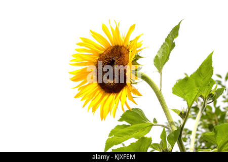 Giallo brillante arancio fiori di girasole sul campo. Bellissimo paesaggio rurale del campo di girasole nella soleggiata giornata estiva. Fioritura di girasoli in backgr bianco Foto Stock