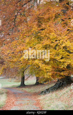 Fagus sylvatica. Autunno faggi in Oxfordshire campagna, Inghilterra Foto Stock