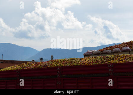 Le mele in attesa di essere elaborati Foto Stock