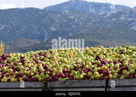 Le mele in attesa di essere elaborati Foto Stock