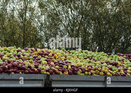 Le mele in attesa di essere elaborati Foto Stock