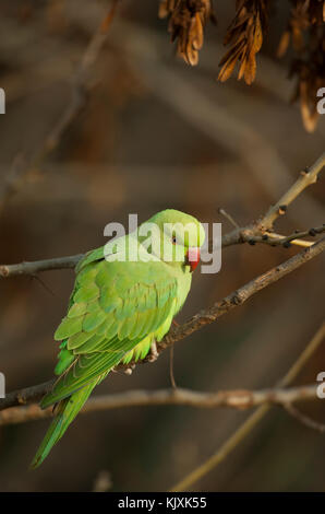 Collo ad anello parrocchetto, (Psittacula krameri), o la rosa di inanellare parrocchetto, london, Regno Unito Foto Stock