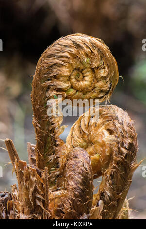 Dryoptera affinis - felce con scudo dorato - facciate dispiegabili Foto Stock