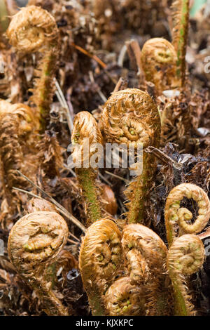 Dryoptera affinis - felce con scudo dorato - facciate dispiegabili Foto Stock