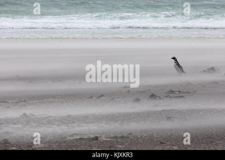 Magellanic penguin in tempesta di sabbia Foto Stock