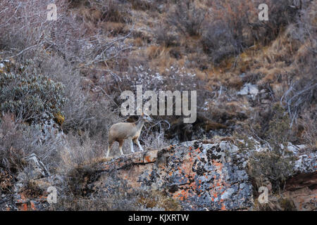 Cervo muschio dalle nuance bianche o cervo muschio himalayano (Moschus leucogaster) Foto Stock