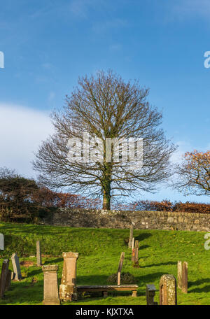 Kirkoswald,Scozia,UK-novembre 25 ,2017: kirkoswald cimitero e un orgoglioso albero che si erge sopra il cimitero dove molti dei personaggi in robert Foto Stock