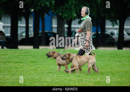 Signora nelle cuffie a piedi due Boerboel razza cani al guinzaglio nel parco pubblico di Parigi Foto Stock