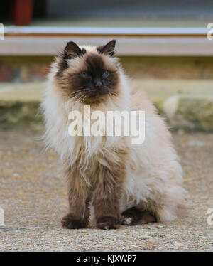 Gatto ragdoll. Grande abington, CAMBRIDGESHIRE, Regno Unito Foto Stock