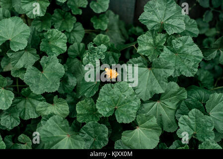 Fiore giallo su un concetto in mezzo al verde dei fiori. Paesaggio estivo nella città. L'idea è uno contro tutti. Foto Stock