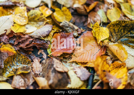 Multicolori foglie umido dopo la pioggia. In autunno la mungitura. Gocce di acqua sulle foglie. Bellissimo sfondo di foglie sul terreno. Foto Stock