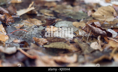 Multicolori foglie umido dopo la pioggia. In autunno la mungitura. Nella pozza il fogliame è bagnato. Bellissimo sfondo di foglie sul terreno. Marrone Arancione fogliame. Foto Stock