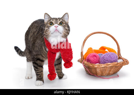 Grande gatto grigio in una sciarpa rossa e un cesto di filo isolato su bianco Foto Stock