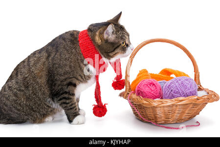 Grande gatto grigio in una sciarpa rossa e un cesto di filo isolato su bianco Foto Stock