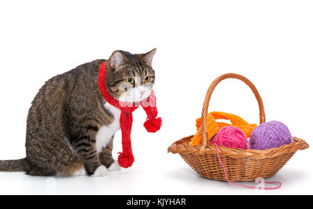 Grande gatto grigio in una sciarpa rossa e un cesto di filo isolato su bianco Foto Stock