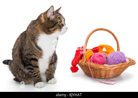 Grande gatto grigio e un cesto di filo isolato su bianco Foto Stock