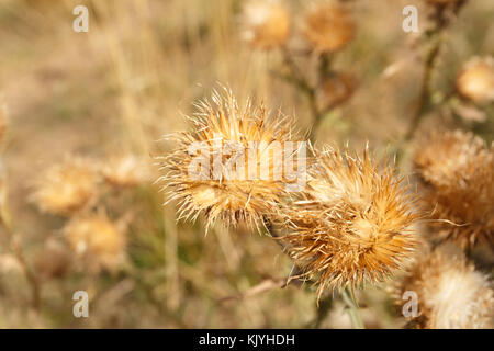 Cardo mariano in Fall Meadow vicino Foto Stock