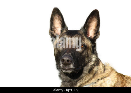 Ritratto di un pastore belga malinois cane charbonnée con un orgoglioso e potente porta la testa al sguardo attento Foto Stock