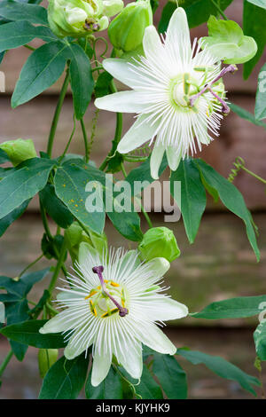 Bianco Fiori della passione del semi-ardito perenne viticcio scalatore, Passiflora caerulea 'Costanza Elliott' Foto Stock