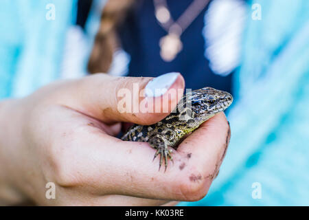 Lizard in mano a mano di donna close-up Foto Stock