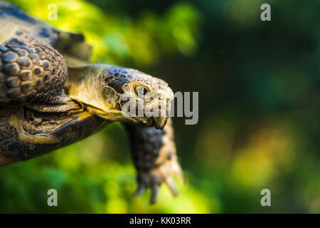 Turtle close-up flying turtle sfondo verde Foto Stock