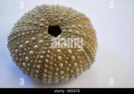 Close up di ricci di mare shell Foto Stock