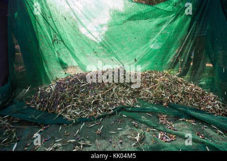 Olive raccolte in reti di verde per la produzione di olio d'oliva, Creta, Grecia. Foto Stock