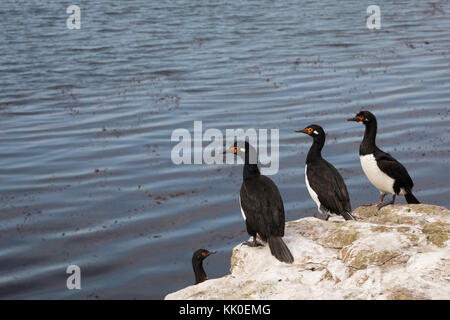 Rock cormorani sul saunders Foto Stock