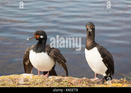 Rock cormorani sul saunders Foto Stock