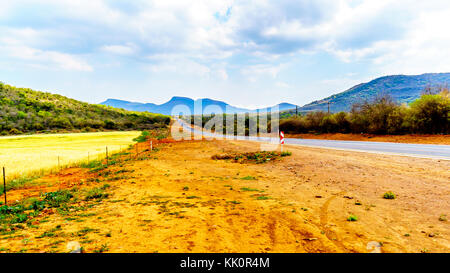 Il giallo dei campi di grano e di argilla arancione spalle lungo l'autostrada R36 vicino alla città di Orighstad nella Provincia di Limpopo del nord Africa del Sud Foto Stock