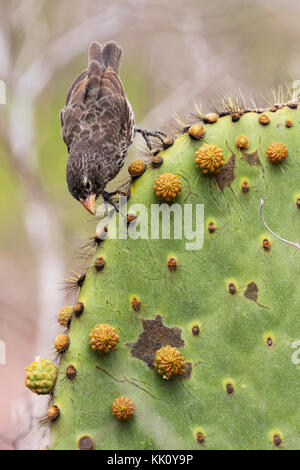 Finch di Darwins - il finch comune di Cactus, ( Geospiza scandens ), sul cactus, sull'isola di Rabida, sulle isole di Galapagos Foto Stock