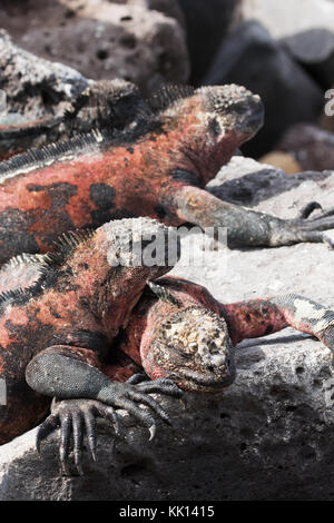 Marine Iguanas ( Amblyrhynchus cristatus ) - un gruppo sull'isola di Espanola, isole Galapagos Foto Stock