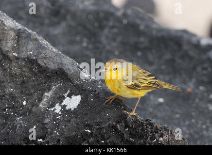 Giallo trillo, ( Setophaga petechia ), isola Floreana, Isole Galapagos, Ecuador, Sud America Foto Stock