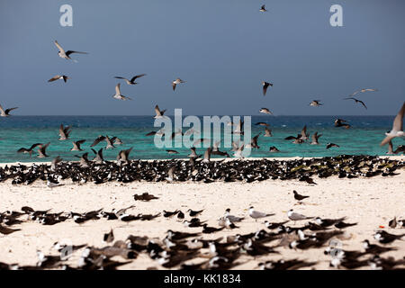 Una grande colonia di uccelli sul banco corallino Michaelmas e costituita principalmente da fuligginosa sterne e Crested Tern Foto Stock