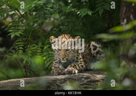 Tre-mese-vecchio Amur leopard (Panthera pardus orientalis) a Lipsia Zoo di Lipsia, in Sassonia, Germania. Due Amur leopardi chiamato Akeno e Zivon sono nati il 22 aprile 2017. Foto Stock