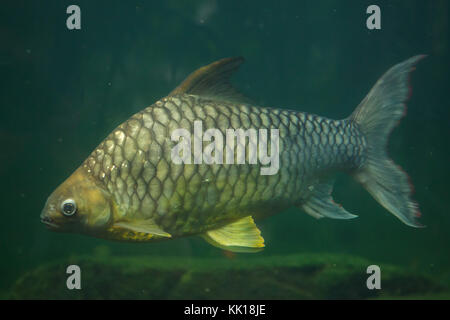 Giallo eyed barba di argento (Hypsibarbus pierrei), noto anche come il diamante barb. Foto Stock