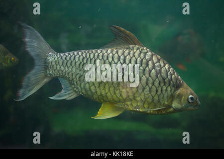 Giallo eyed barba di argento (Hypsibarbus pierrei), noto anche come il diamante barb. Foto Stock