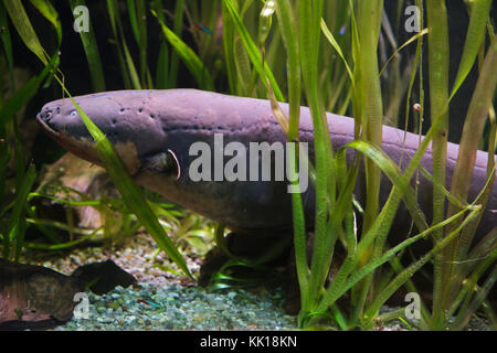 Anguilla elettrica (Elettroforo electricus). Pesce tropicale. Foto Stock