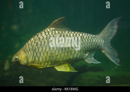 Giallo eyed barba di argento (Hypsibarbus pierrei), noto anche come il diamante barb. Foto Stock