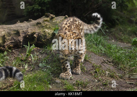 Tre-mese-vecchio Amur leopard (Panthera pardus orientalis) a Lipsia Zoo di Lipsia, in Sassonia, Germania. Due Amur leopardi chiamato Akeno e Zivon sono nati il 22 aprile 2017. Foto Stock