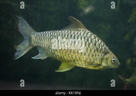 Giallo eyed barba di argento (Hypsibarbus pierrei), noto anche come il diamante barb. Foto Stock