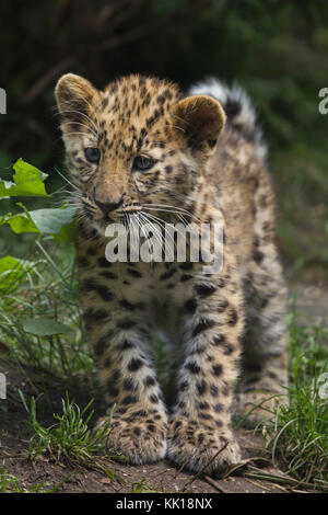 Tre-mese-vecchio Amur leopard (Panthera pardus orientalis) a Lipsia Zoo di Lipsia, in Sassonia, Germania. Due Amur leopardi chiamato Akeno e Zivon sono nati il 22 aprile 2017. Foto Stock