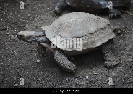 Il gigante asiatico tartaruga (emys Manouria emys), noto anche come il marrone del sud di tartaruga. Foto Stock
