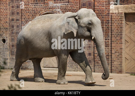 L'elefante indiano (Elephas maximus indicus) a Lipsia Zoo di Lipsia, in Sassonia, Germania. Foto Stock
