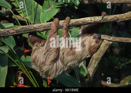 Linneo per le due dita bradipo (Choloepus didactylus), noto anche come il sud a due dita bradipo. Foto Stock