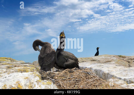 Ampia angolazione del marangone dal ciuffo (phalaccrocorax aristotelis) con pulcino al nido, farne islands, Northumberland, Inghilterra, Regno Unito. Foto Stock